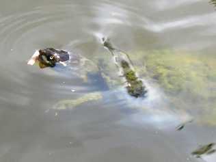 Gympie resident Susan Terry spotted a turtle eating a cigarette butt in Lake Alford. Picture: Susan Terry