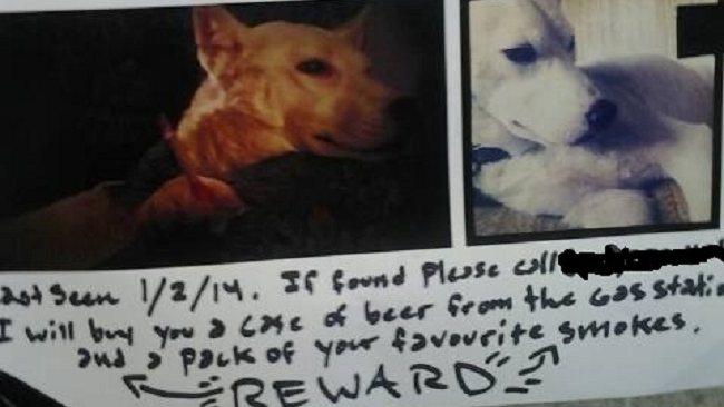 Dog reward