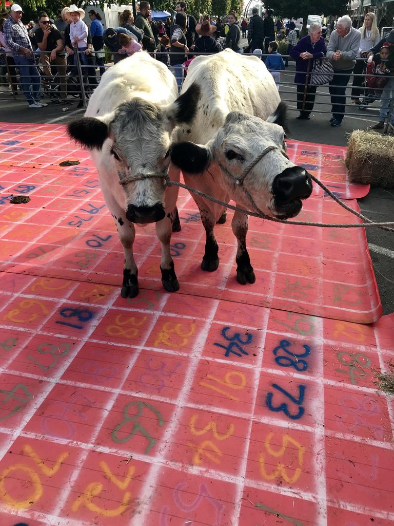 Cow pat lotto on the streets of Casino.