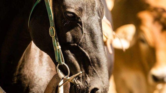 Olivia's son Jack Evans. Photo Contributed / Rockhampton Morning Bulletin