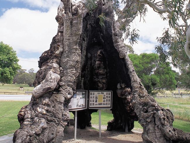 Herbig family tree near Springton in the Barossa Valley. Picture: SA Tourism Commission