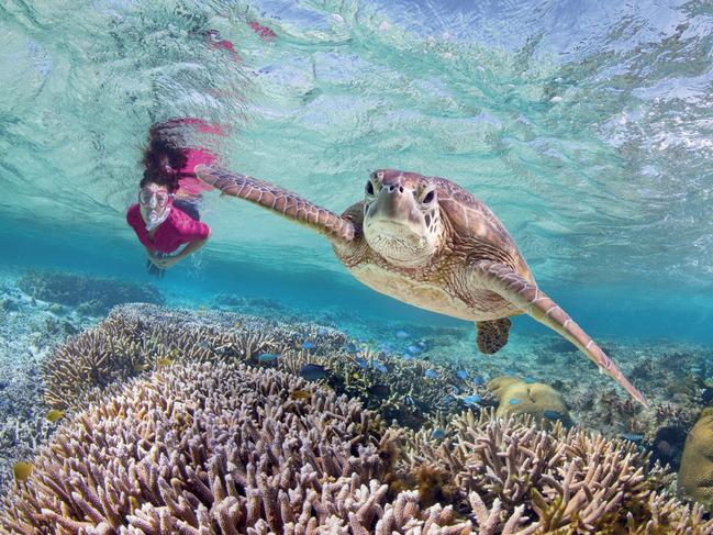 Lady Elliott Island - Pic supplied by TEQ