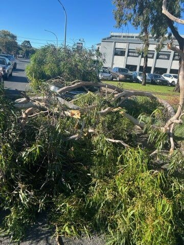 A huge gum branch that came down last Saturday on the corner of Payneham and Portrush roads. Picture: Frank Pangallo