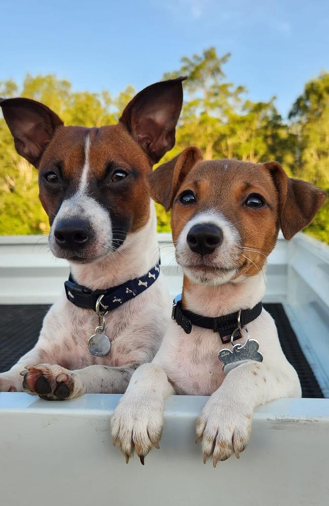 200+ of Mackay’s cutest puppies | 2024