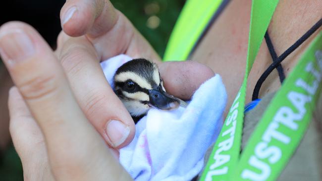 This tiny newborn duckling was rescued by Wire Australia who called the Queensland firies after a good samaritian called to say the little creature was stuck in a drain. Photo: Scott Powick