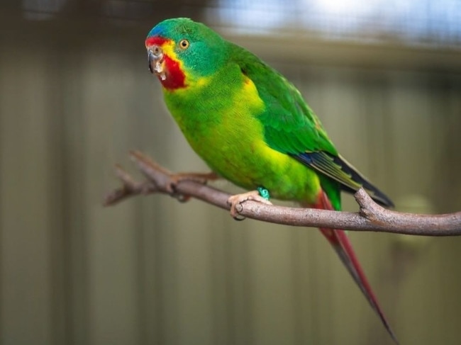 A swift parrot at Zoodoo Zoo in Tasmania. Source: Zoodoo Zoo.