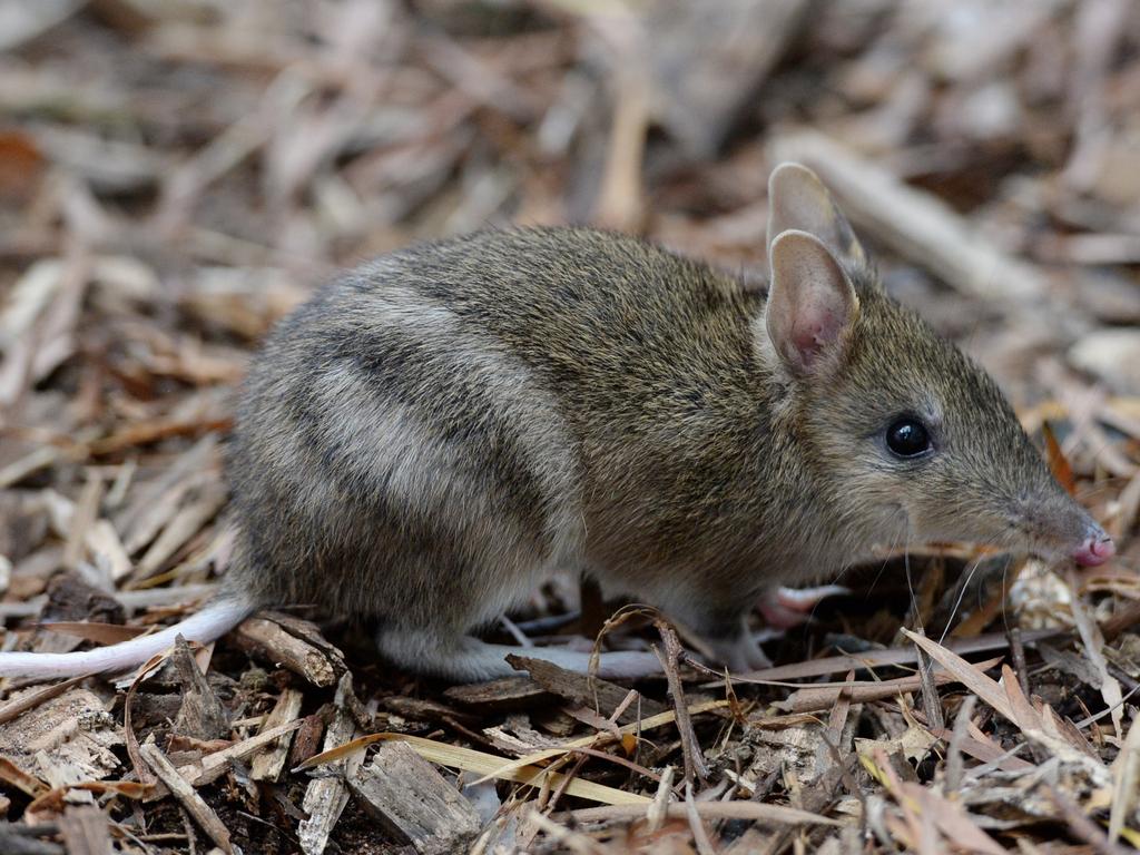 <p>Eastern Barred Bandicoots being hand reared At Melbourne Zoo on April 15, 2015 in Melbourne, Australia.</p>