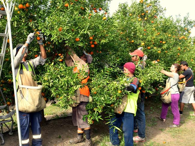 Produce may have to be left on the tree or ploughed under if regional areas can’t attract pickers.