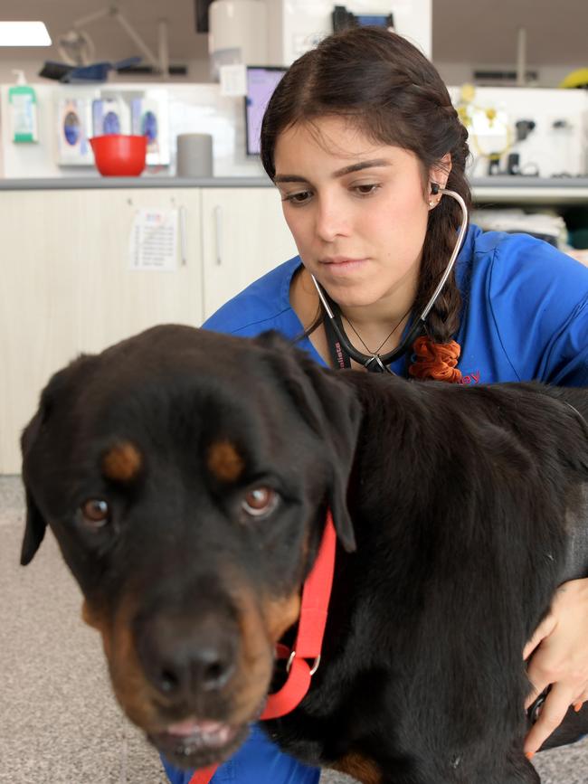 Vets in Sydney have raised concerns over leptospirosis – a disease spread by rats – found in pets.