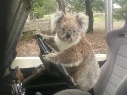 Sam Box, 15 was surprised to find a koala in the drivers seat of his car at his Maude property. Picture: Sam and Michael Box.