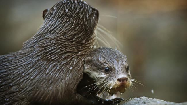 Taronga Zoo breeds a water-shy pup that is otterly adorable | news.com ...