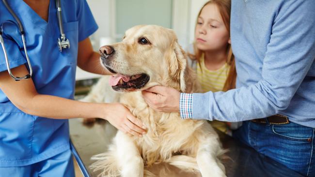 Vets are at breaking point and need more help. Picture: iStock