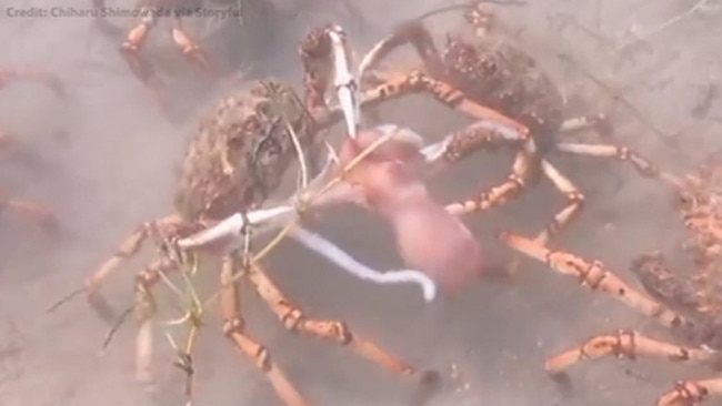 Petition · Support NO-TAKE of Australia's Iconic Spider Crabs during their  Moulting Season ·