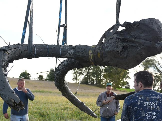 In this photo taken Thursday, Oct. 1, 2015, using straps and zip ties to help secure cracks in the tusks, the remains of a woolly mammoth are lifted out of the ground and placed on a trailer for transpor, as University of Michigan professor Dan Fisher and a team of Michigan students and volunteers work to excavate a woolly mammoth found on a farm near Chelsea, Mich. (Melanie Maxwell/The Ann Arbor News via AP) LOCAL TELEVISION OUT; LOCAL INTERNET OUT; MANDATORY CREDIT