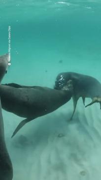 Sea lions interact seal-ed with a kiss