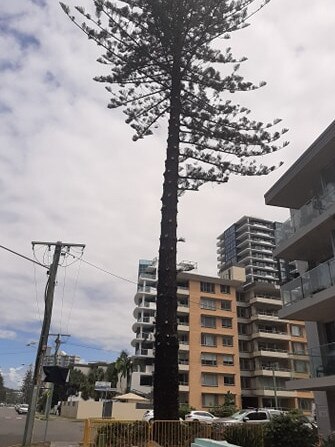 Photos of the tree taken on January 30 2021.