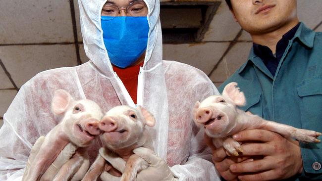 Chinese researchers holding cloned piglets at college laboratory.