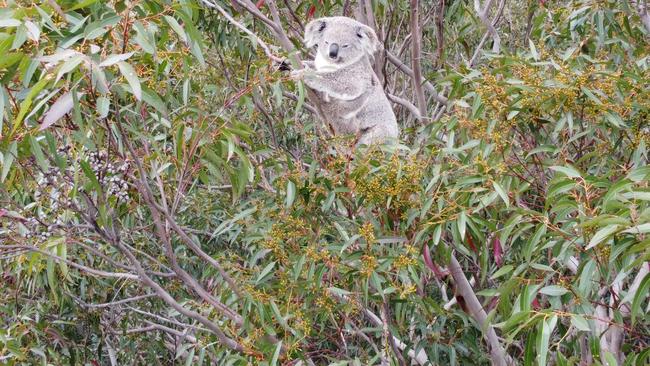 A koala and baby at Sugarloaf State Conservation Area. Credit Daryn McKenny