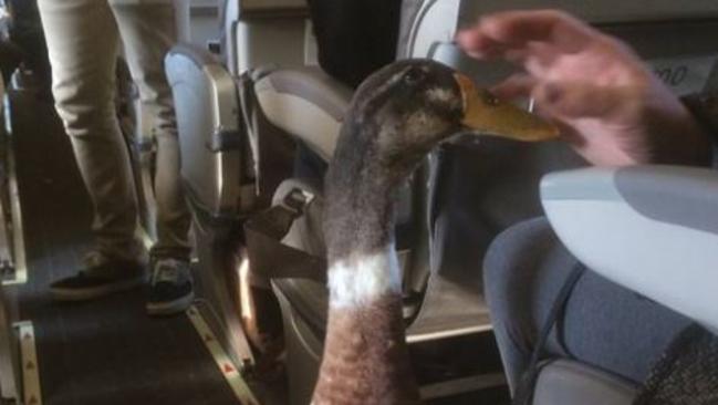 Duck on a plane: emotional support animals flying economy  —  Australia's leading news site