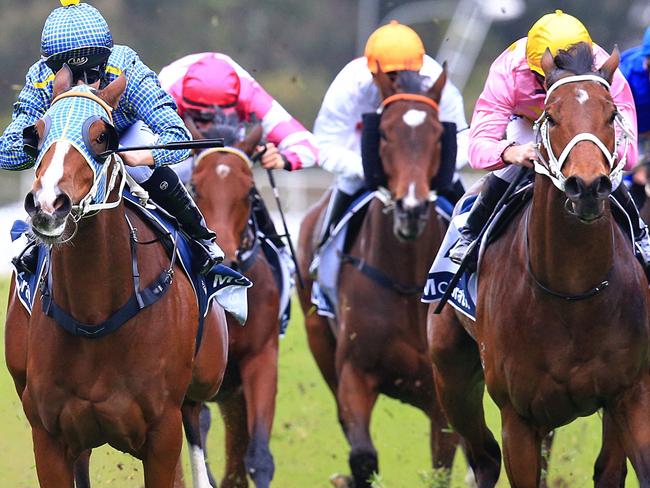 Just Dreaming ridden by Rachel king wins race 5 at Rosehill Gardens.  Pic Jenny Evans