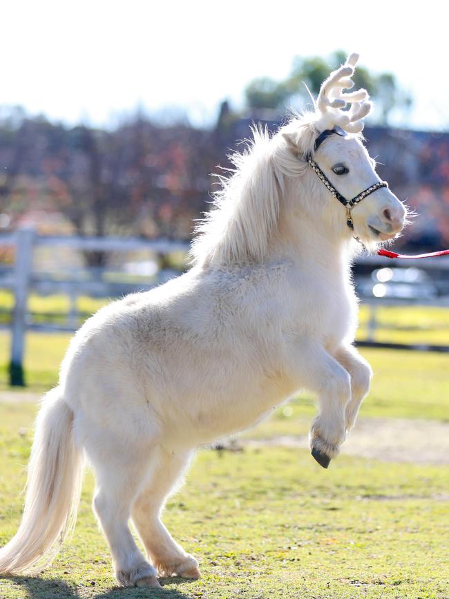 Thumbelina the miniature horse.