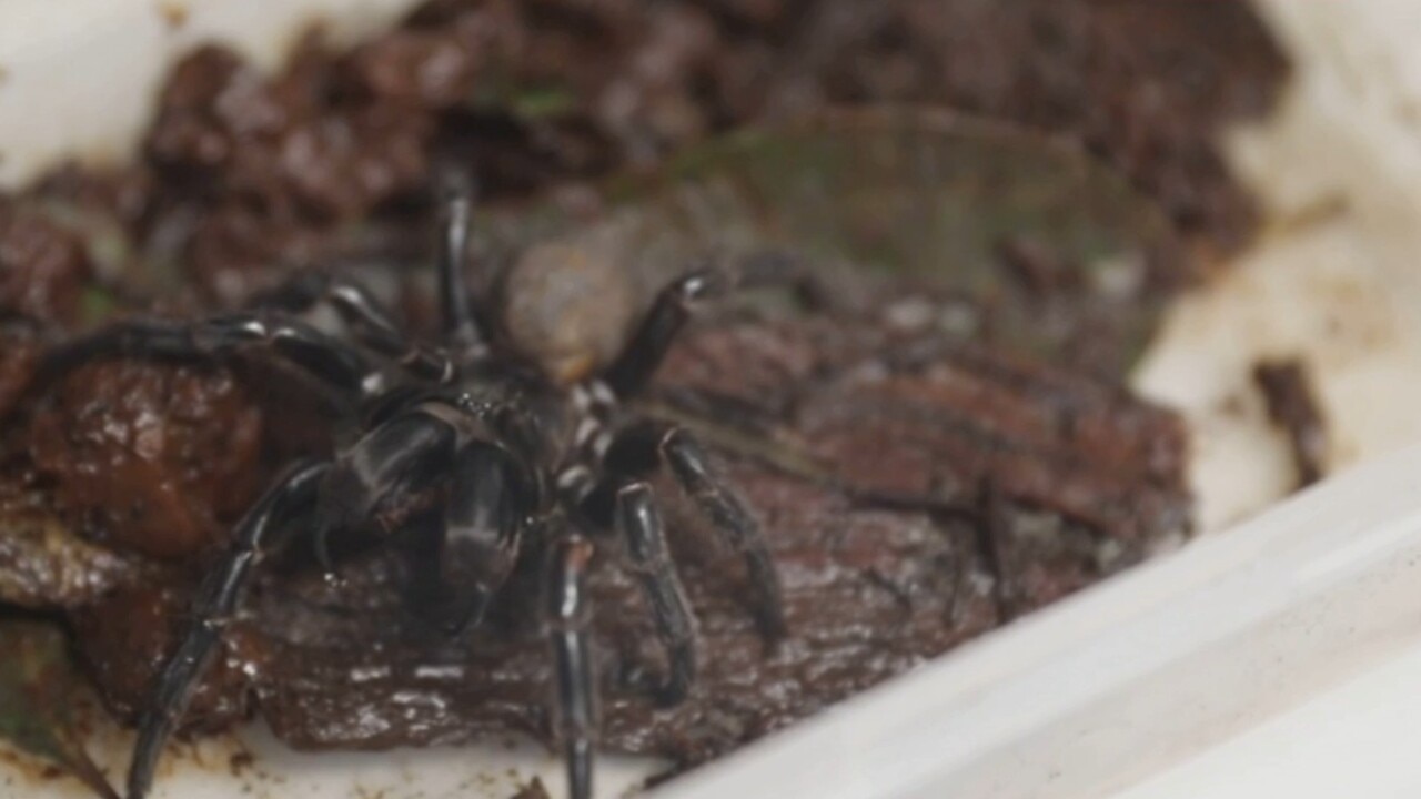 Fires, floods, now funnel-web spiders: Australia facing arachnid boom -  National
