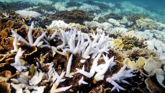 The impact of unprecedented back-to-back coral bleaching at two shallow Reef sites off Port Douglas. Picture: Lachie Millard