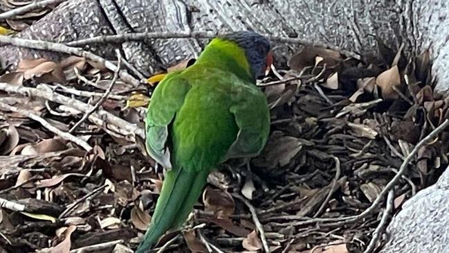 Sick Rainbow lorikeet found under a tree