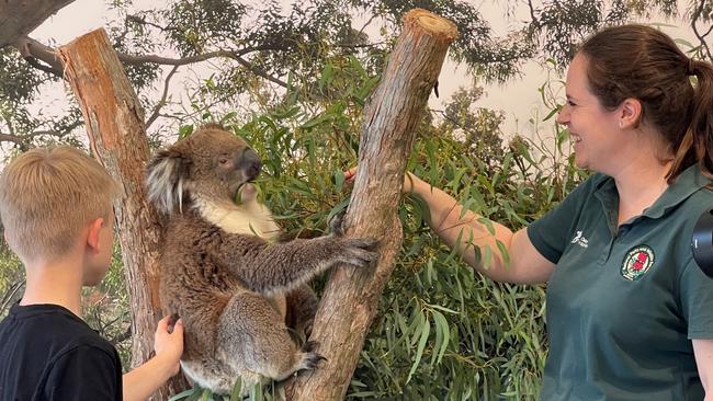 The new $2.6m koala loft at Cleland Wildlife Park. Picture supplied.