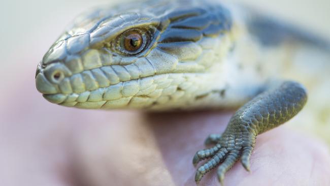 Ros a baby blue tongue lizard Jeff rescued.