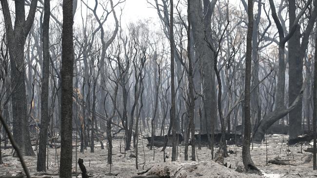 Salvage logging of burnt forests is set to be classified as a “potentially threatening process” under Victoria’s flora and fauna regulations. Picture: David Caird