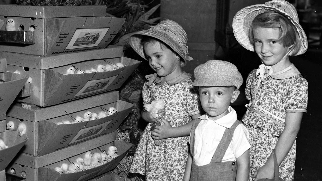 Children visiting the chicks, 1946