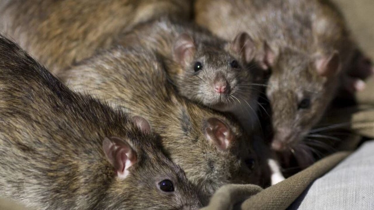 Rising rat numbers see Randwick Council increases bin inspections ...