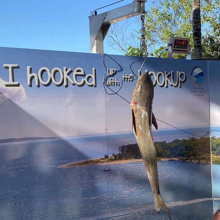 Day 1 of the Boyne Tannum Hookup saw some decent sized fish caught and weighed in as the competition got underway. Picture: Nilsson Jones