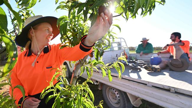 Workers thin the fruit on nectarine trees. Despite generous government incentives, Australia still faces a farm worker shortage. Picture: Lyndon Mechielsen