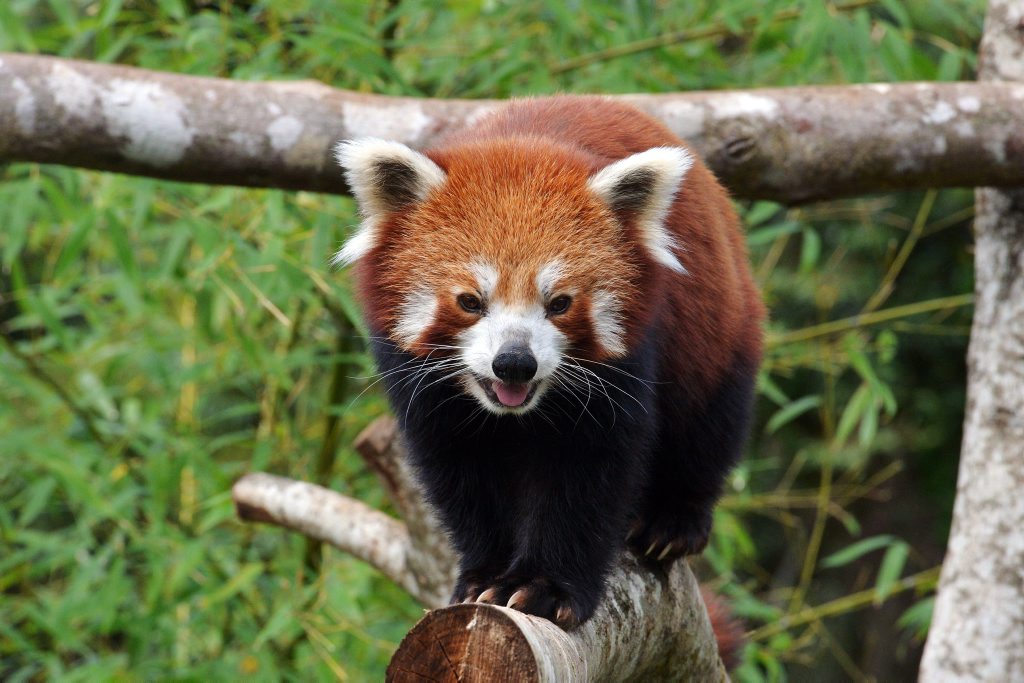 Sunshine Coast Has A Brand New Zoo At Big Pineapple 