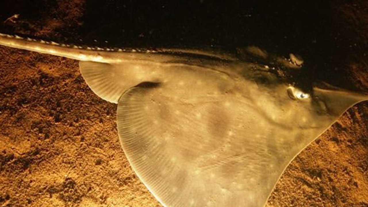 Maugean skate, an endangered species photographed in Macquarie Harbour.