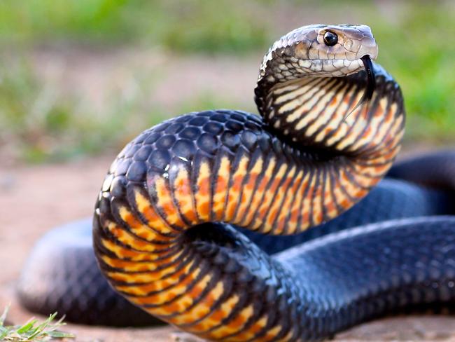 READY TO STRIKE: A big brown snake rears before being captured and relocated on the Gold Coast. Snake catchers are reporting increased sightings of browns. Picture: Reptile Relocation and Awareness.