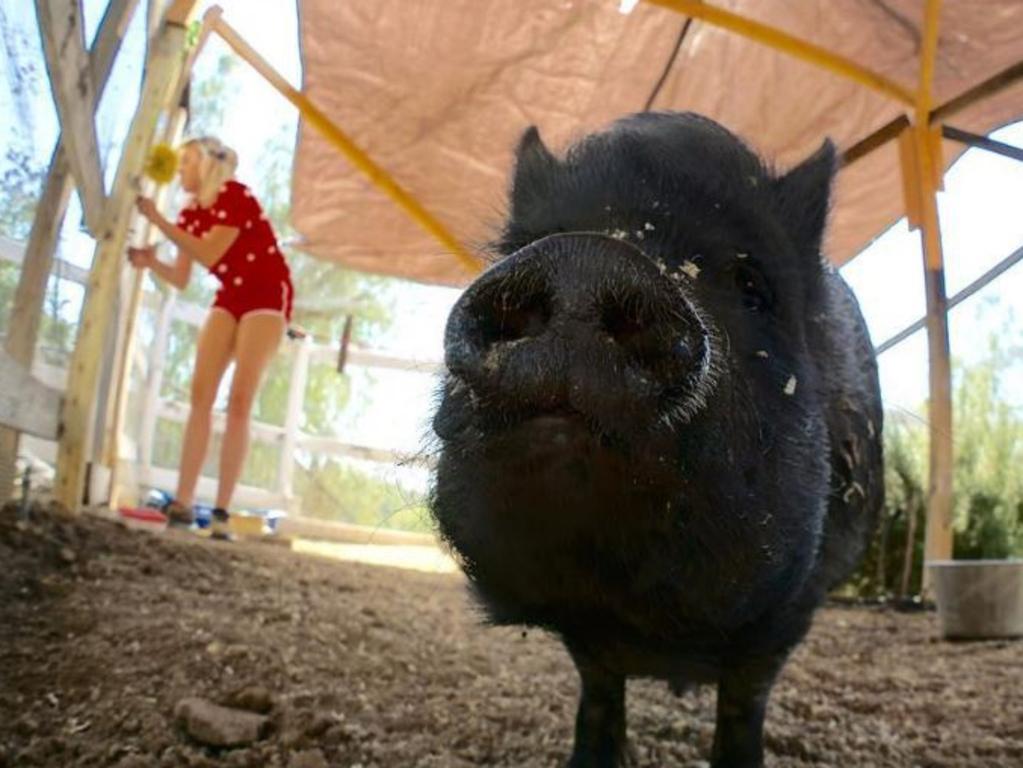 Liam Hemsworth debuts Miley Cyrus on his Instagram with her pet pig, " Just another day at the office" Picture: Instagram