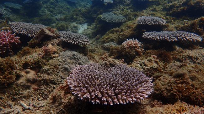 Regrowing reef: corals say ‘I do’ | NT News