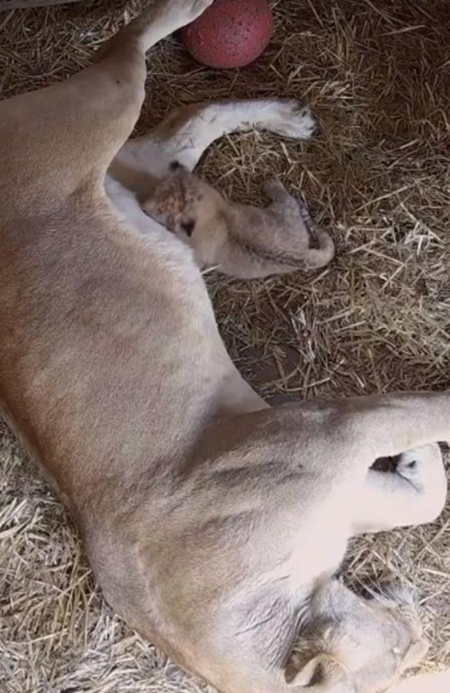 Mogo Zoo lioness Chitwah with her new baby cub.