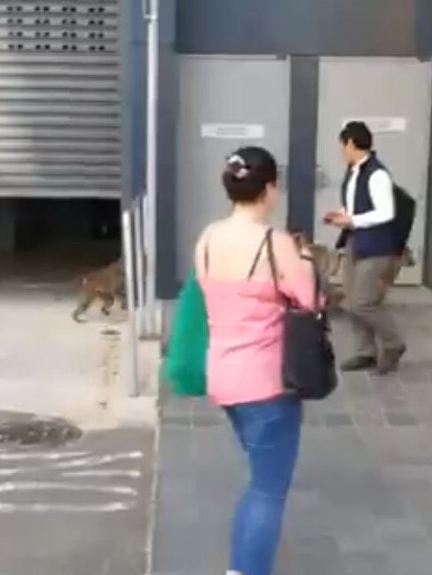 A video grab shows a baboon making a run for it at RPA Hospital in Camperdown. Picture: Michael Tran