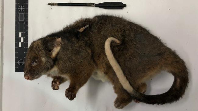 The ringtail possum had to be put down after being found shot by an arrow in Croydon.