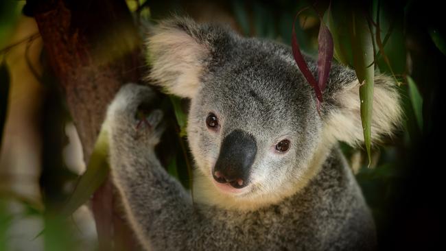 Koalas like this cutie were popular for their skins in the 1890s.