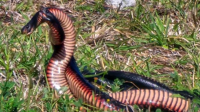 The snakes were tussling for a female, an expert says.