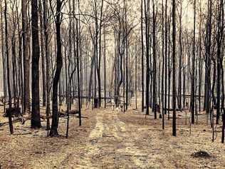 The Liberation Trail fire devastated the landscape around the Orara Valley. Picture: Cyndi Zoranovic