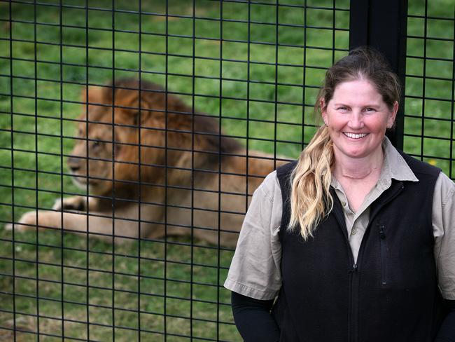 Lions are just one of the families of animals Jen Brown looks after at Central Coast Zoo. Picture Jeff Darmanin/Saturday Telegraph exclusive pic