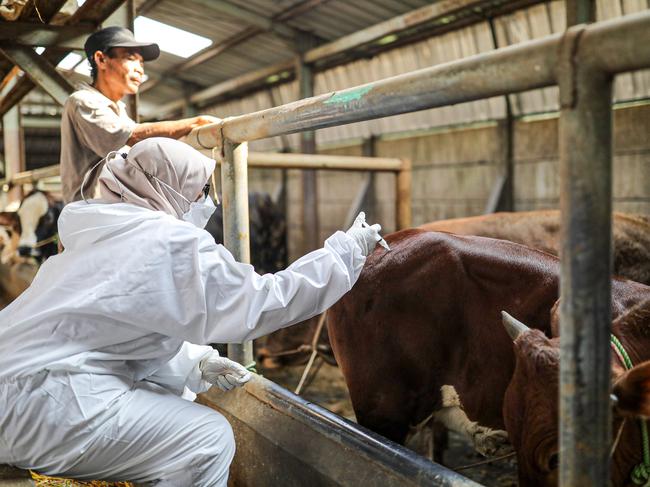 Veterinarians inject the second phase of the mouth and nail disease (FMD) vaccine against farm animals in Bandung, West Java, Indonesia, August 1, 2022. The Bandung City Government received 400 doses of the second phase of FMD vaccine to anticipate and control the spread of FMD in the city of Bandung.Picture: Agvi Firdaus