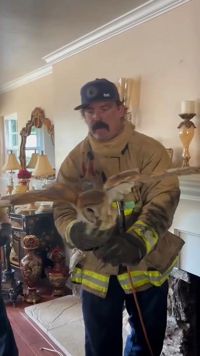 Firies called to remove owl stuck inside fireplace