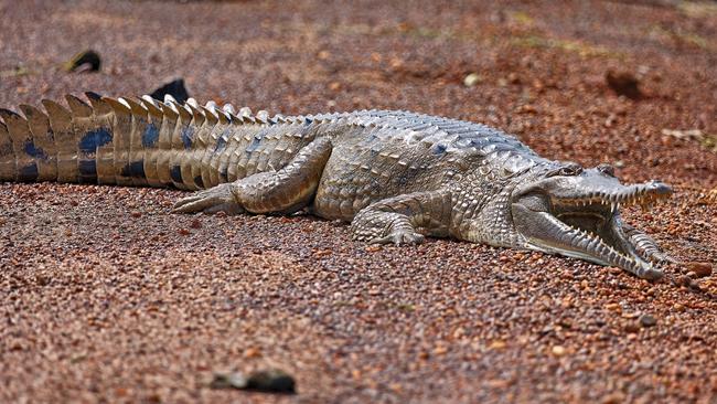 Garry Watters snapped a photo of a freshwater croc at Fogg Dam on Sunday. Picture: Garry Watters